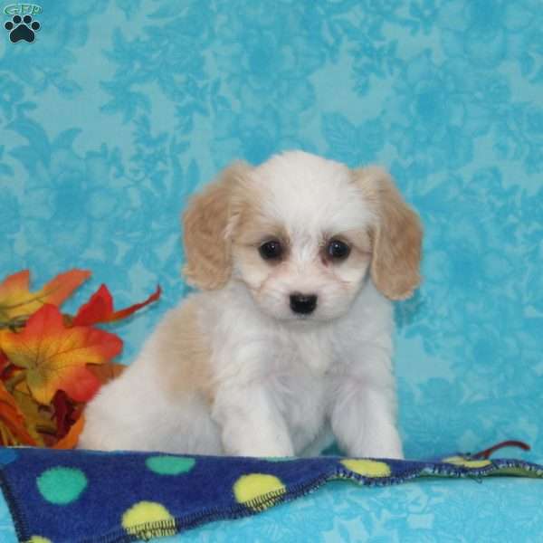 Apple, Cavachon Puppy
